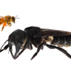 One of the first images of a living Wallace’s giant bee. Megachile pluto is the world’s largest bee, which is approximately four times larger than a European honeybee.
